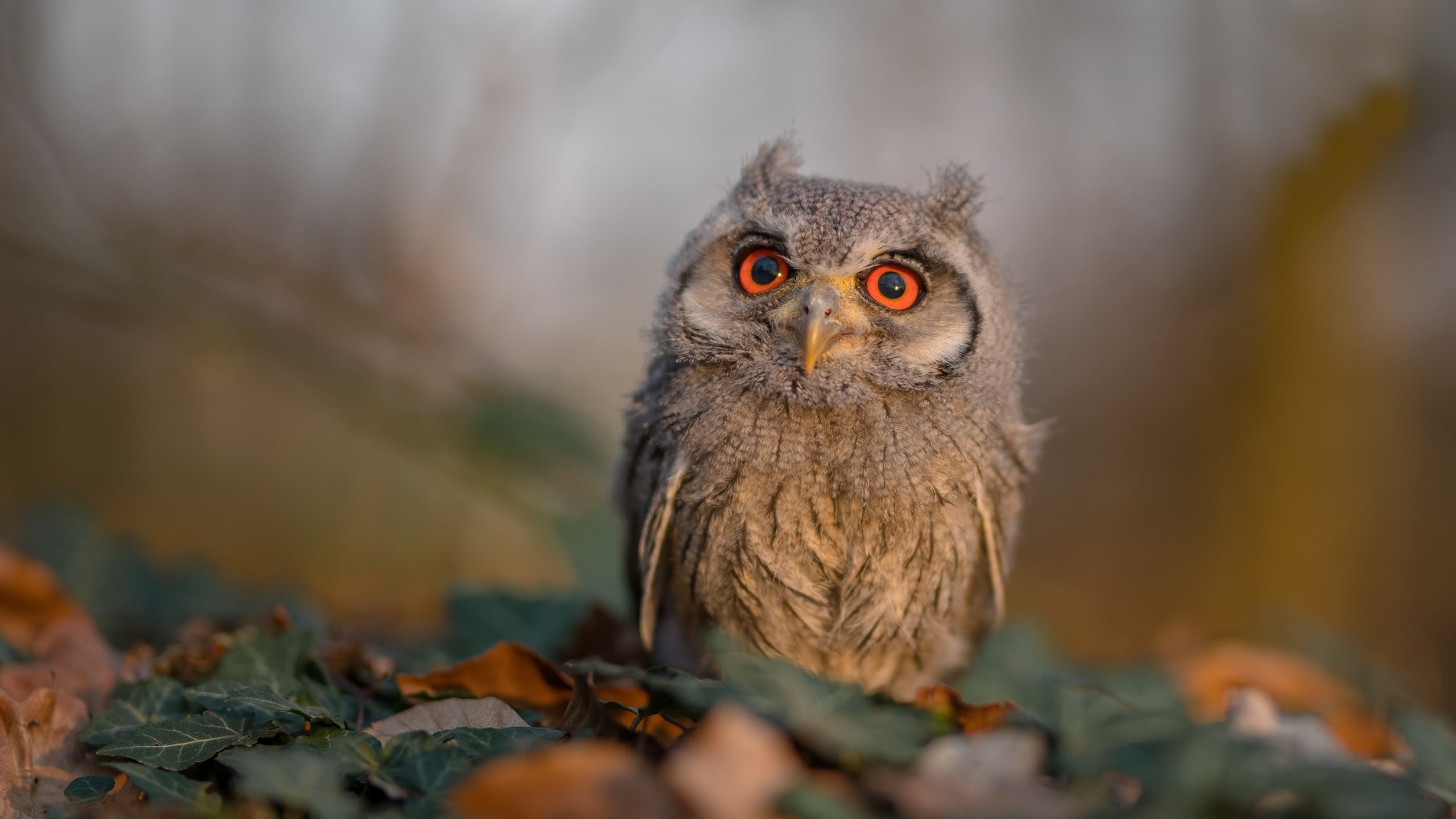 开云体育中国-莫兰特关键制胜，国王战术如何全面压制开拓者